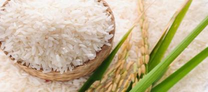 ข้าวเหนียวเขาวงกาฬสินธ์ุ